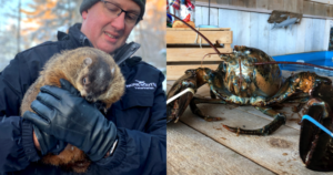 N.S. groundhog, lobster agree there will be 6 more weeks of winter