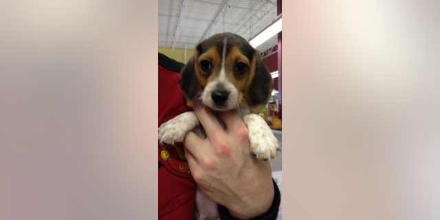 Roscoe is shown as a tiny pup before he went missing in Wichita, Kansas.