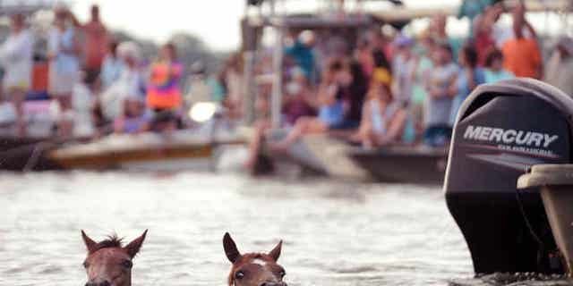 July 29, 2015: A pair of Chincoteague ponies make the 90th annual Chincoteague Pony Swim across Assateague Channel to the Chincoteague Island, Va.