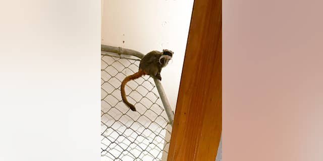 Dallas Police, with the help of the Lancaster Police Department, located the two missing tamarin monkeys from the Dallas Zoo at an abandoned home in Lancaster.