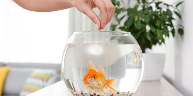 Pet fish can be kept in small filter-free tanks or large tank-equipped aquariums.