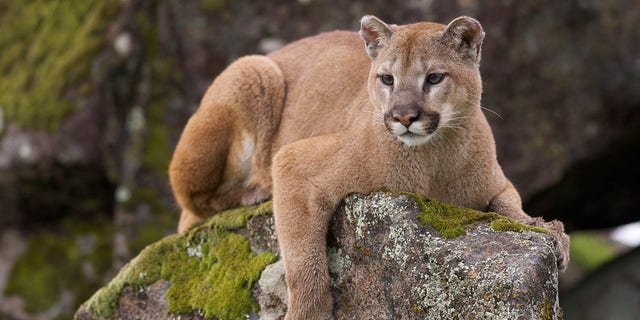 At times, "remote cameras are the only way to spot an elusive mountain lion," according to the NPS.
