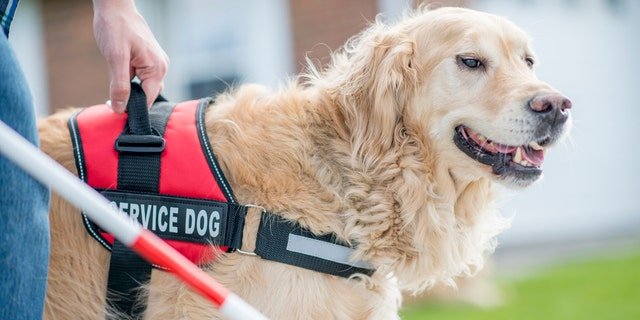 Service animals are trained animal companions that works and performs tasks for individuals with disabilities.