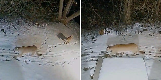 Mountain lions are known to be solitary creatures.