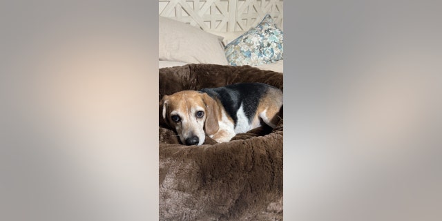 Roscoe relaxes in his doggy bed after eight long years away from his family and his home. The family is not sure how Roscoe wound up in Idaho.