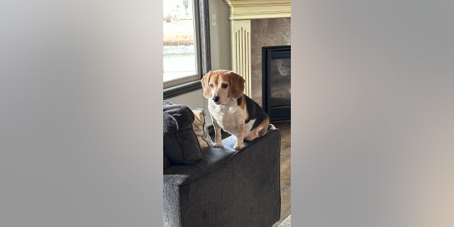 Roscoe's owner, Nicolle Leon, wanted to be sure it was OK to bring Roscoe home after eight years — and that he hadn't been claimed by another family in Idaho who might have been caring for him.