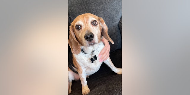 Roscoe was reportedly found by a local woman who posted his photo on the community Facebook page. He was wearing a blue collar, apparently, with no name listed on it.