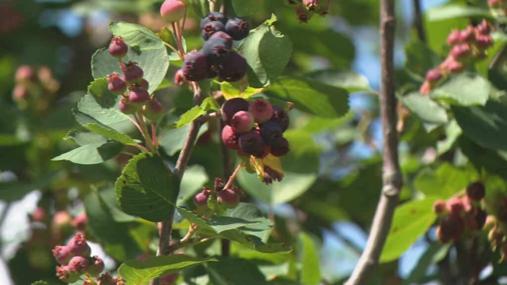 Saskatchewan’s Wet June Delays Saskatoon Berries While Haskaps Thrive