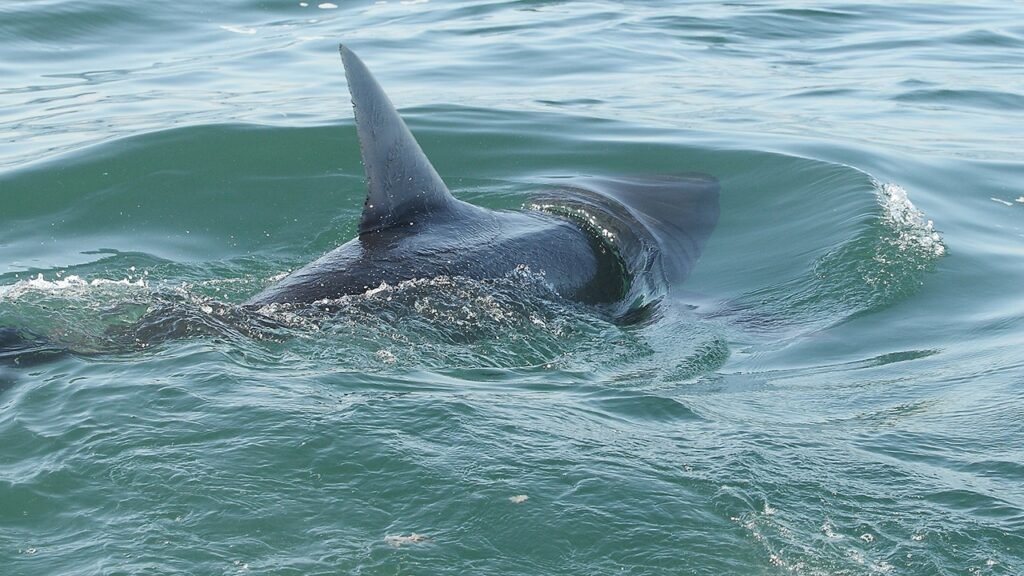 New York drones find the sharks we always feared