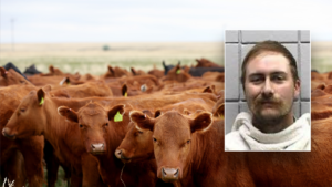 Payton Carroll’s $159K Cattle Cheque Scheme