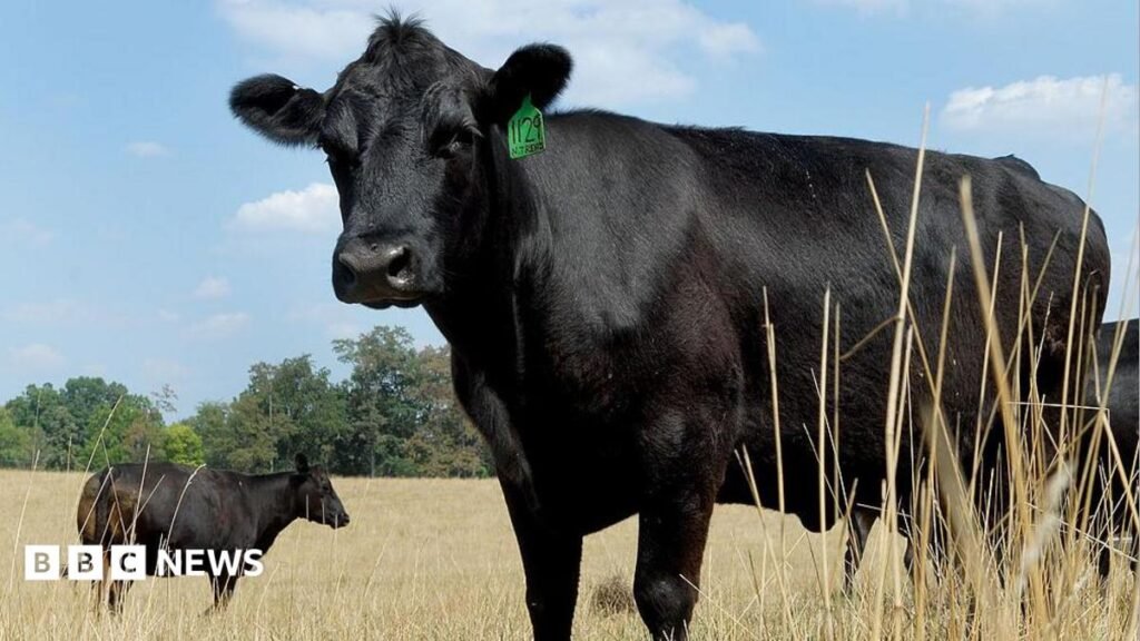 US Beef Giants Bleed Cash Despite Record Prices